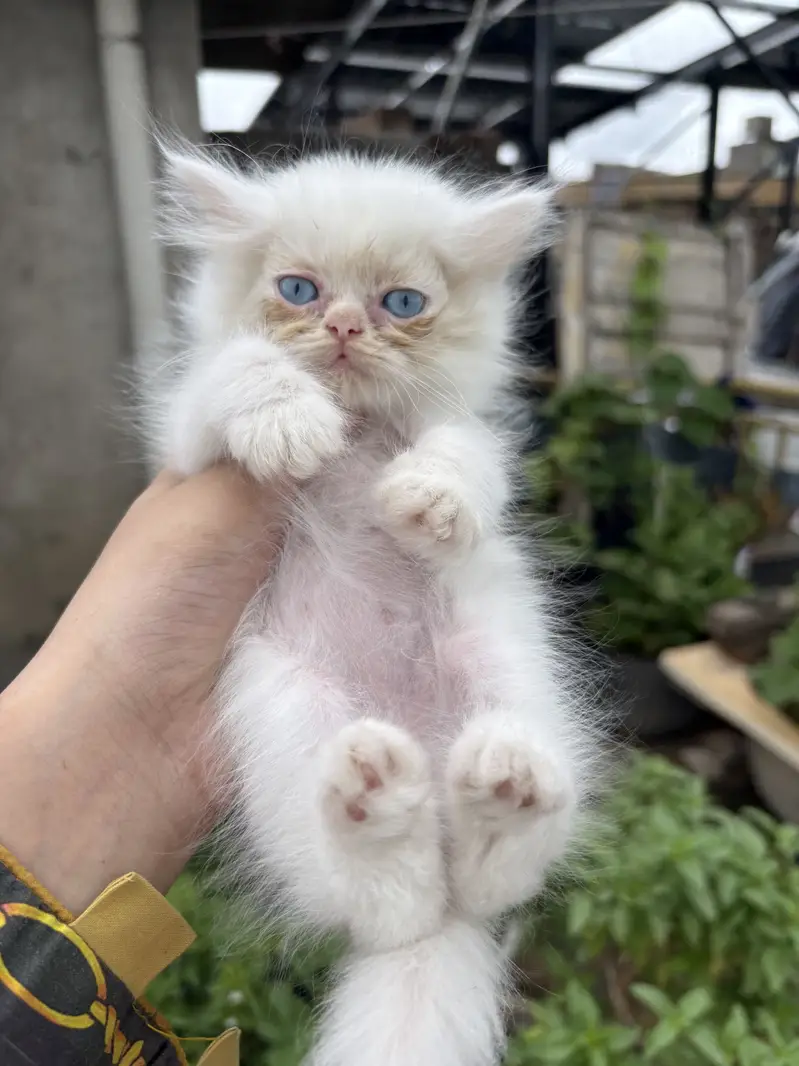 Persian cats — photo 7