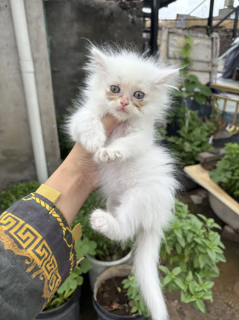 Persian cats — photo 8