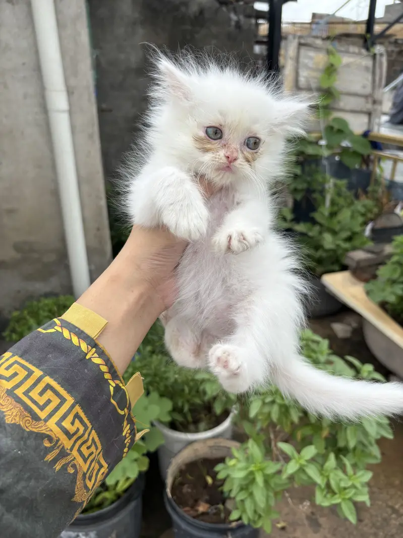 Persian cats — photo 9