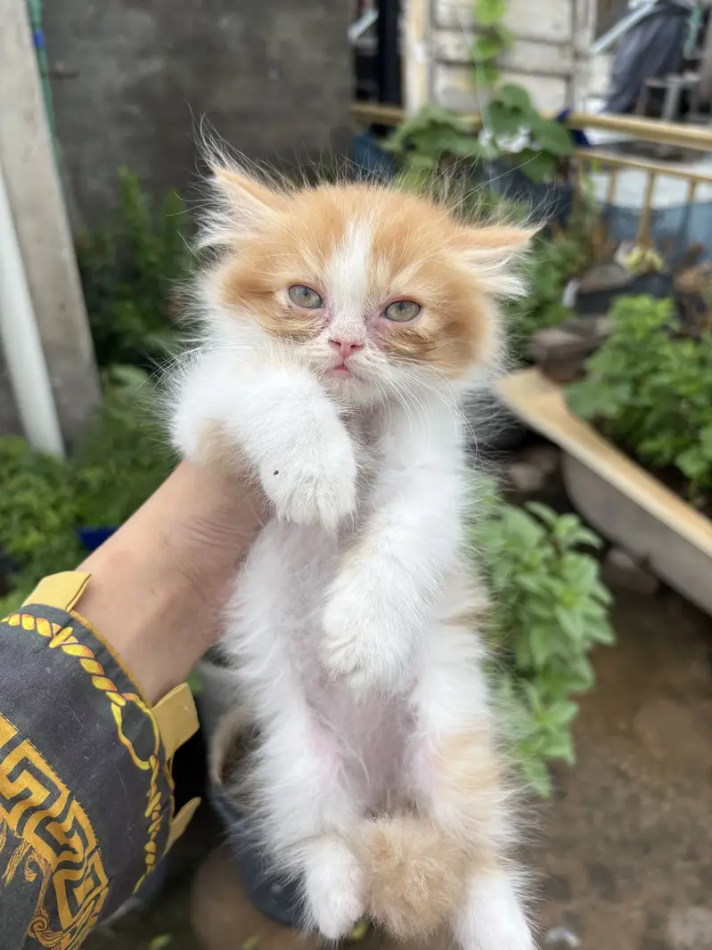 Persian cats — photo 10