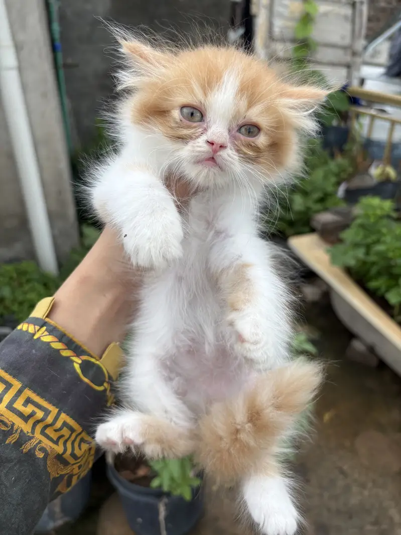 Persian cats — photo 11