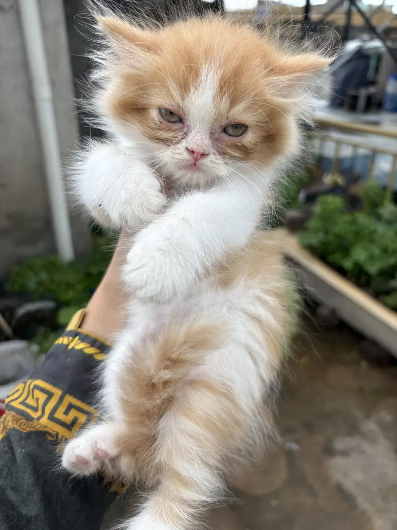 Persian cats — photo 12