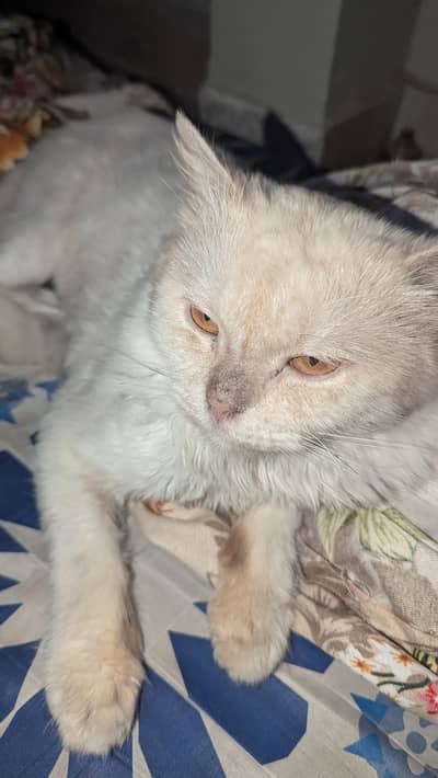 Persian cat