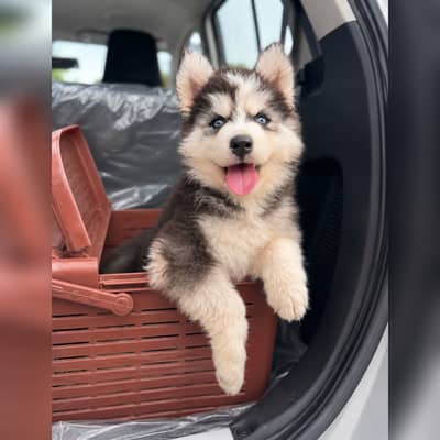 Siberian Husky Pedigree Puppy