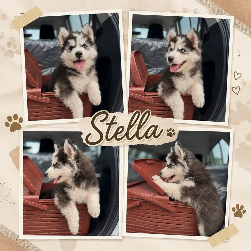 Siberian Husky Pedigree Puppy — photo 2