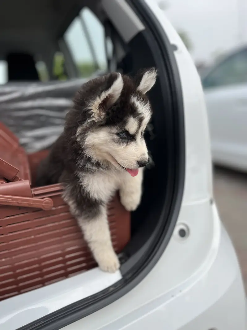 Siberian Husky Pedigree Puppy — photo 8