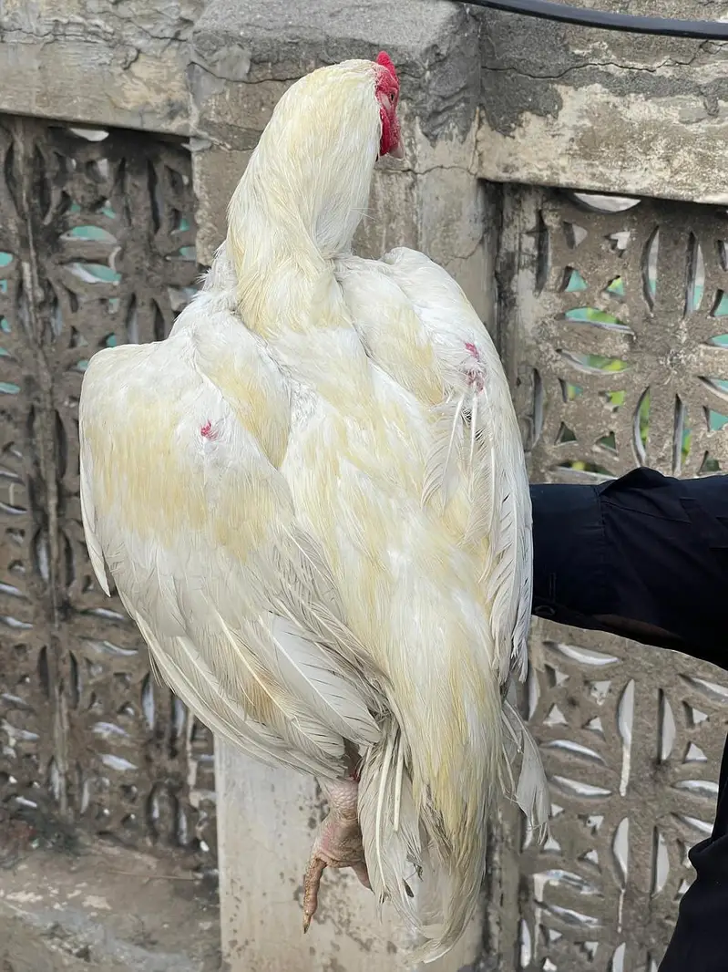 heeraaseel — photo 3
