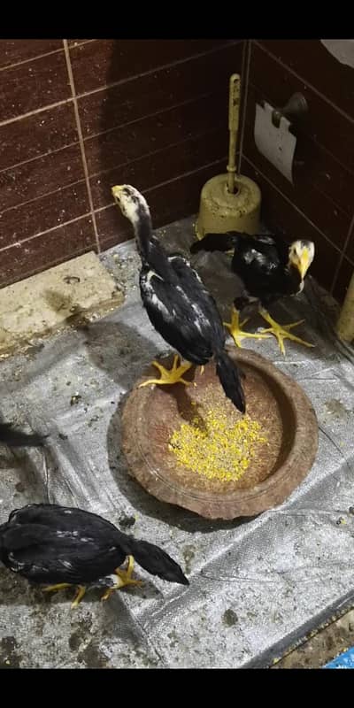chicks 4 pice black shamoo best quality