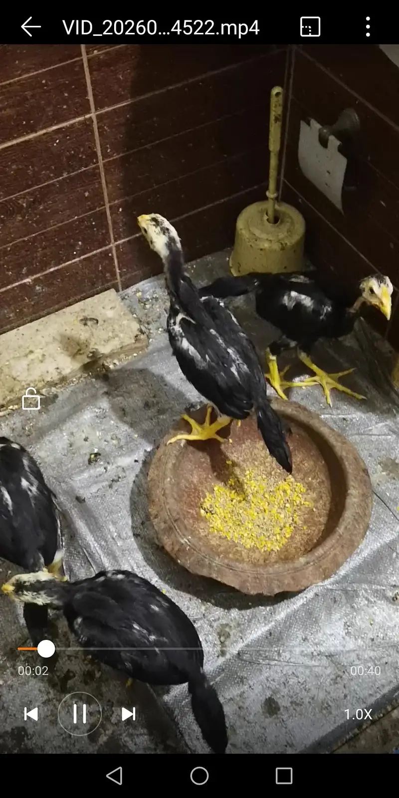 chicks 4 pice black shamoo best quality — photo 2