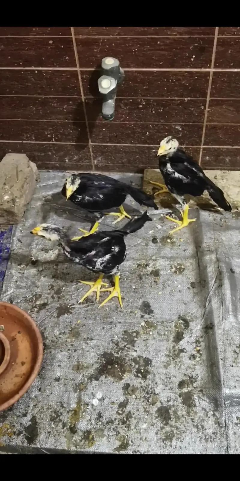 chicks 4 pice black shamoo best quality — photo 3
