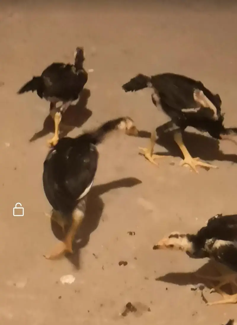 chicks 4 pice black shamoo best quality — photo 4
