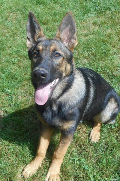 german sheperd