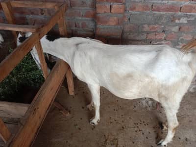 bakri