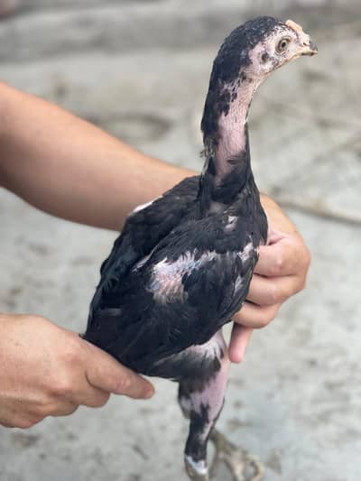 Thai Cross Aseel Chick Active And Healthy