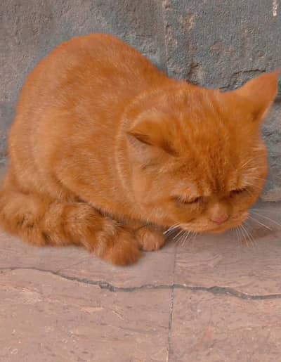 British shorthair cat male