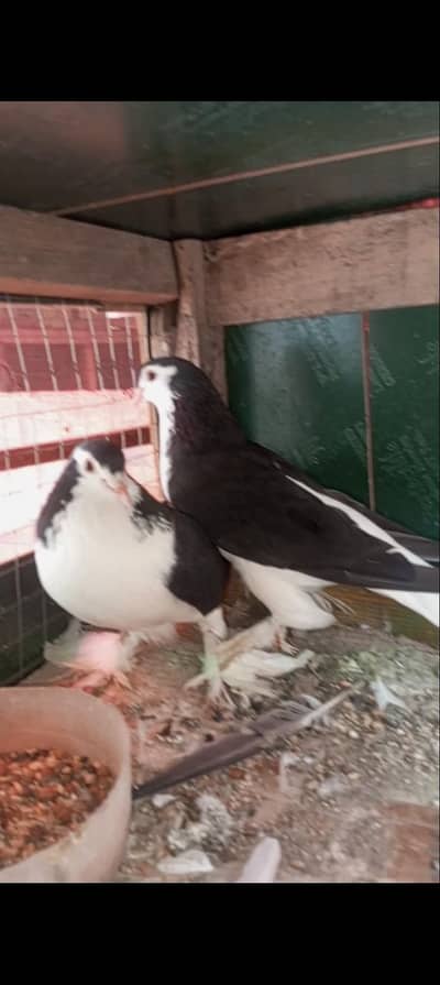 Breader Pair eggs available