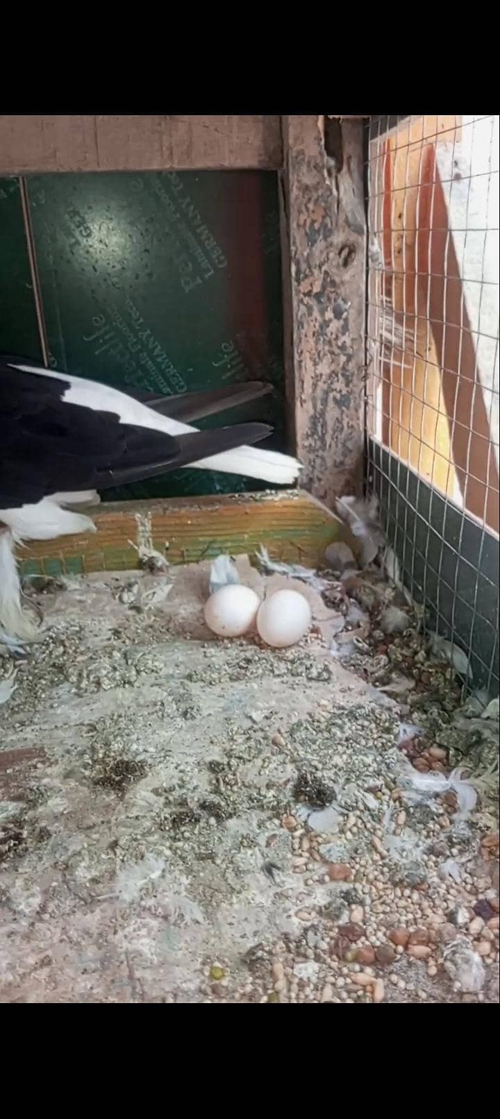 Breader Pair eggs available 1