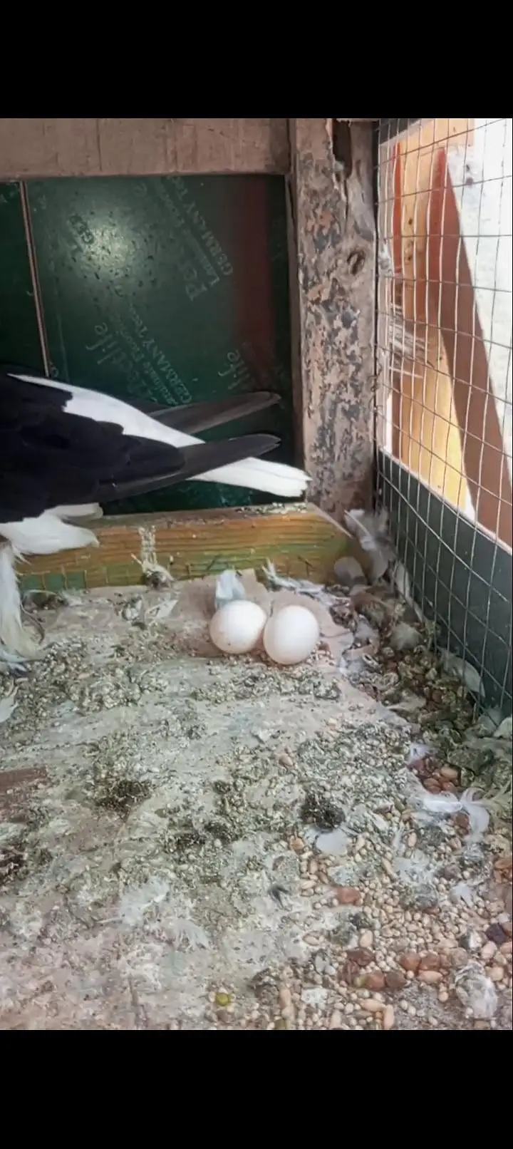 Breader Pair eggs available — photo 2