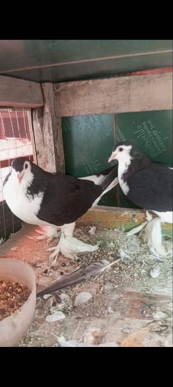 Breader Pair eggs available 2