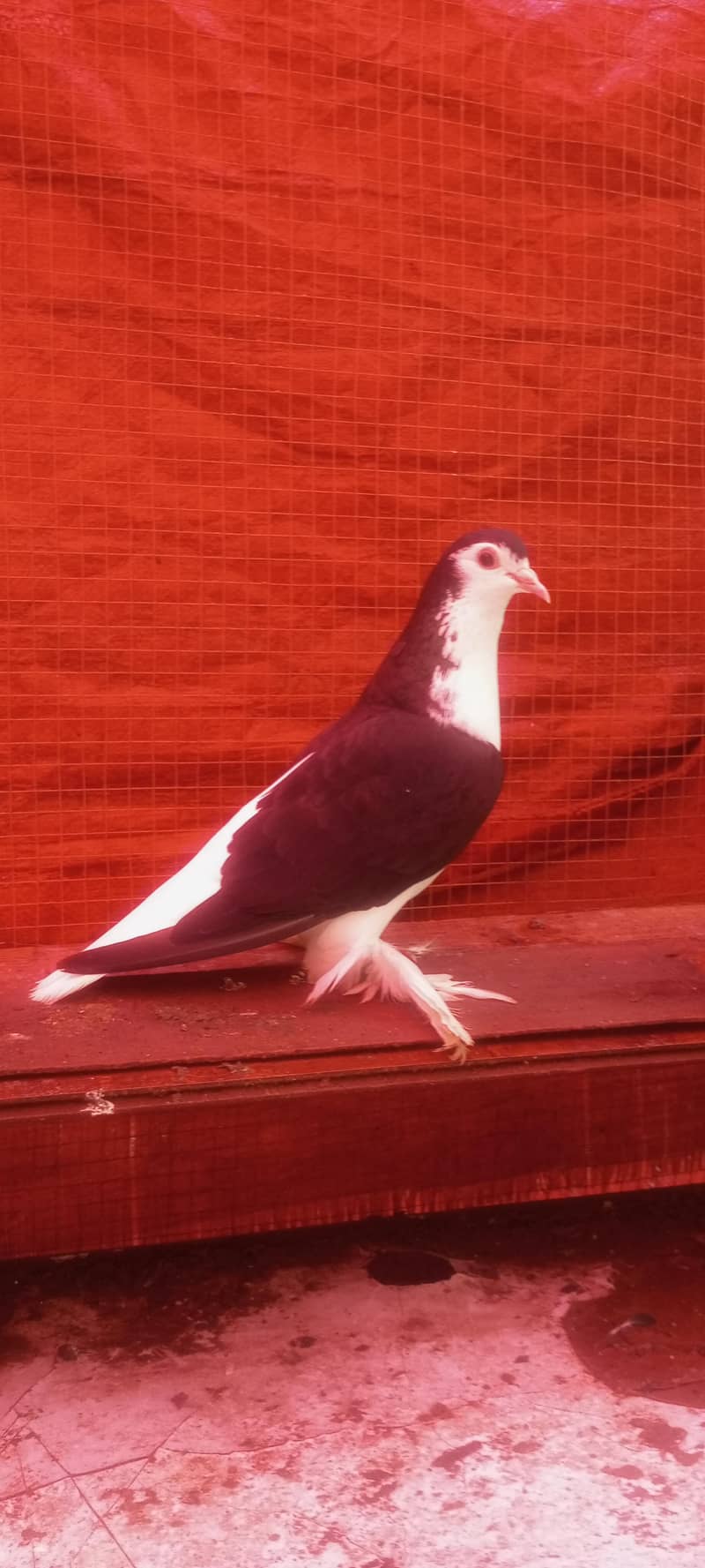 Breader Pair eggs available 3