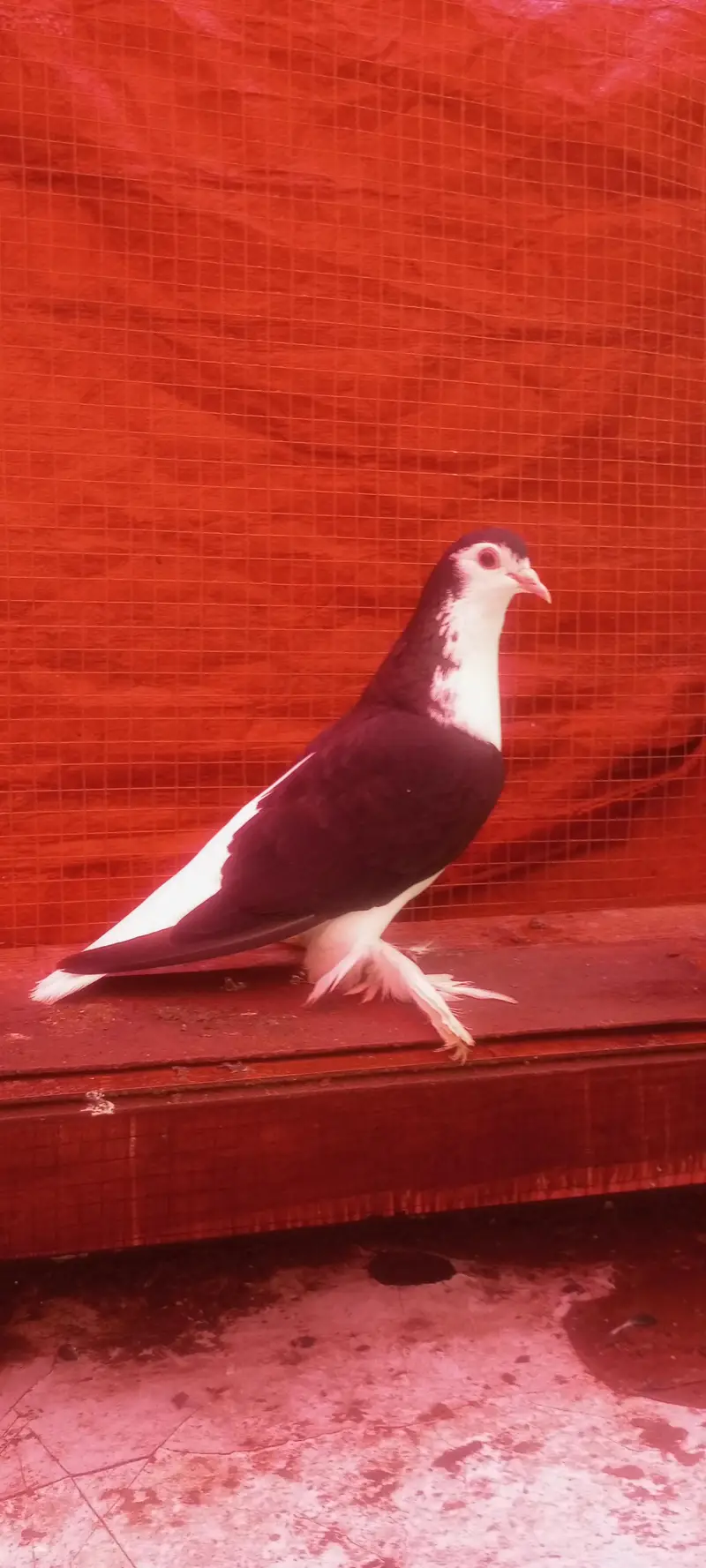 Breader Pair eggs available — photo 4