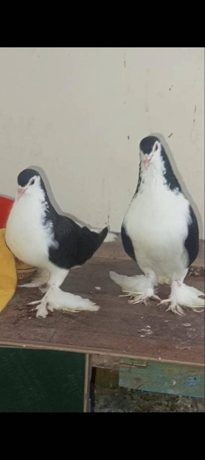 Breader Pair eggs available 4