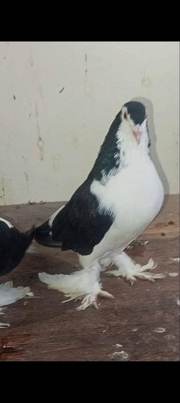 Breader Pair eggs available 5
