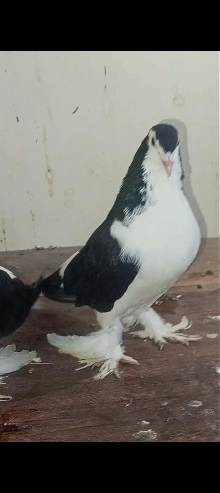 Breader Pair eggs available — photo 6