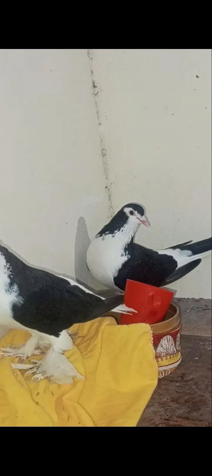Breader Pair eggs available — photo 7