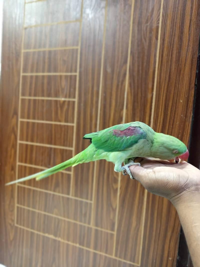 raw parrot 0