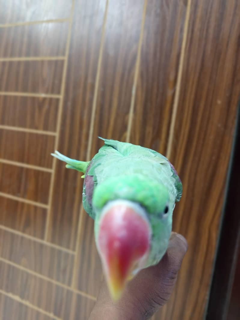 raw parrot 1