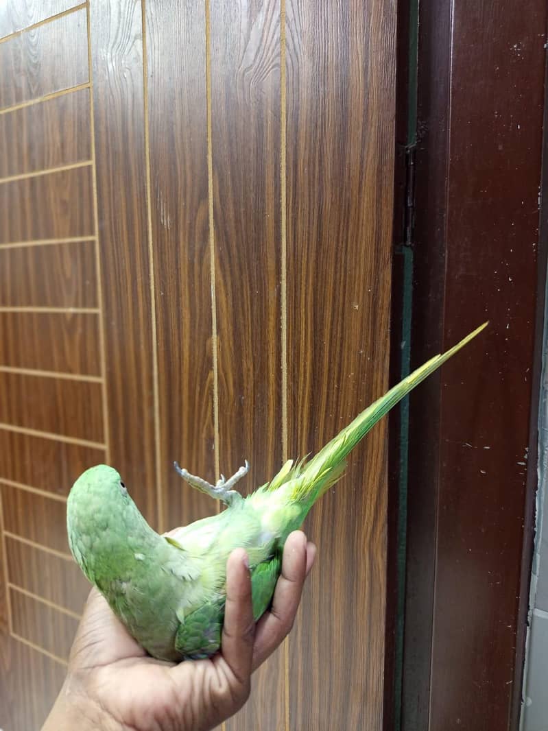 raw parrot 2