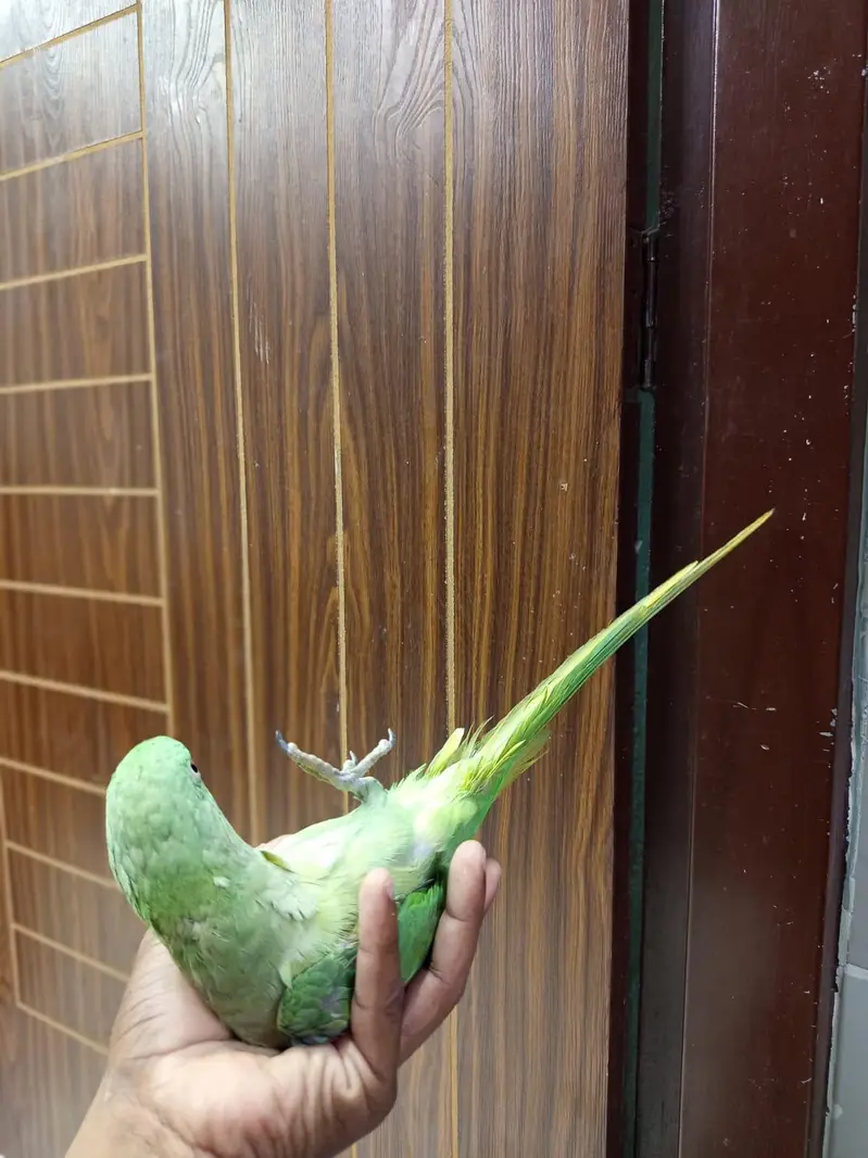 raw parrot — photo 3