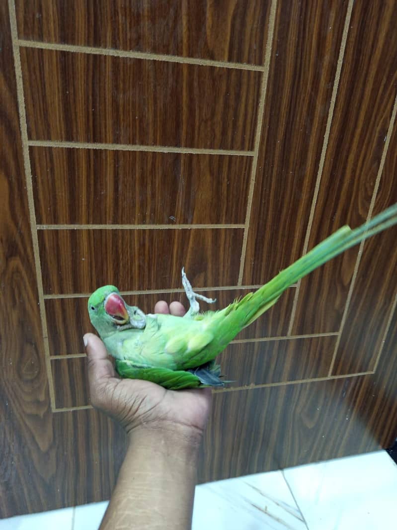 raw parrot 3