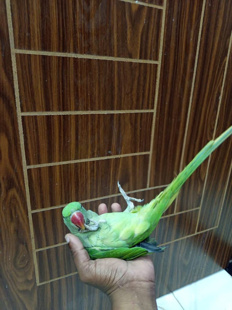 raw parrot 4