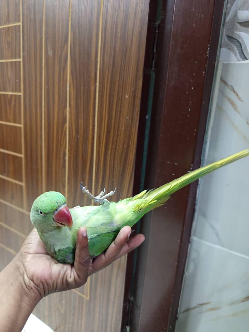 raw parrot 5