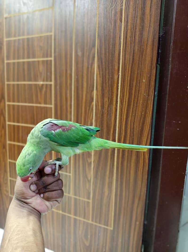 raw parrot 6