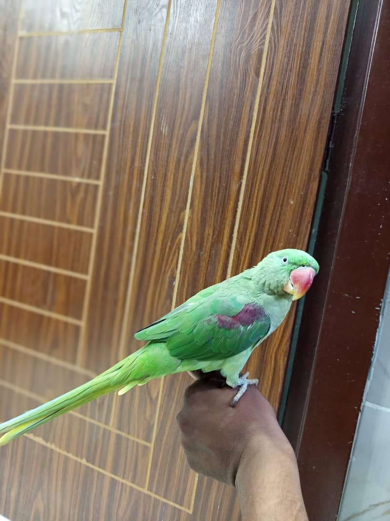 raw parrot 7