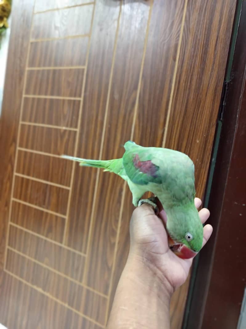 raw parrot 8
