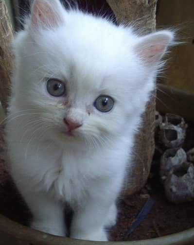 white Persian blue eyes  03166483939 whatsapp