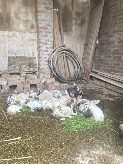 Best healty rabbits baby rabitts pair 1000 and big rabbits pair 2000