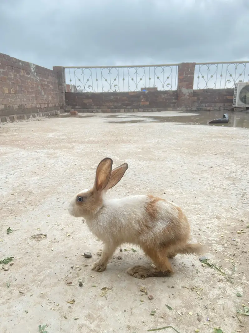 Best healty rabbits baby rabitts pair 1000 and big rabbits pair 2000 — photo 2