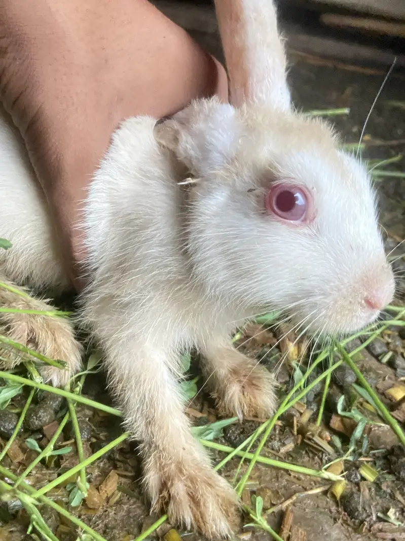 Best healty rabbits baby rabitts pair 1000 and big rabbits pair 2000 — photo 3