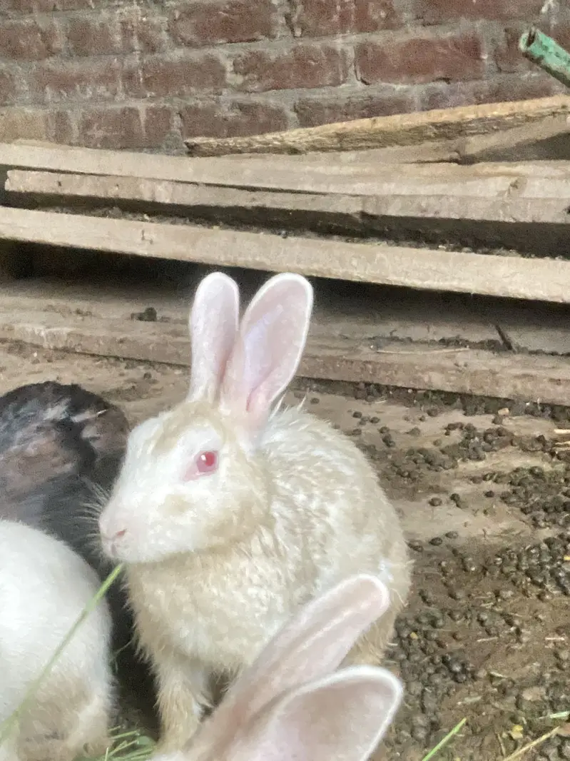 Best healty rabbits baby rabitts pair 1000 and big rabbits pair 2000 — photo 4
