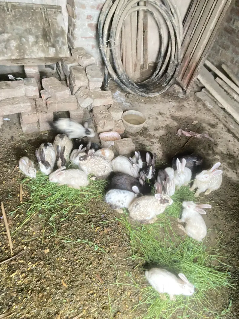 Best healty rabbits baby rabitts pair 1000 and big rabbits pair 2000 — photo 5