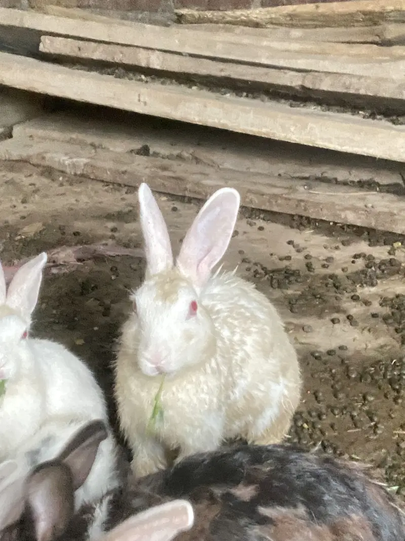 Best healty rabbits baby rabitts pair 1000 and big rabbits pair 2000 — photo 6