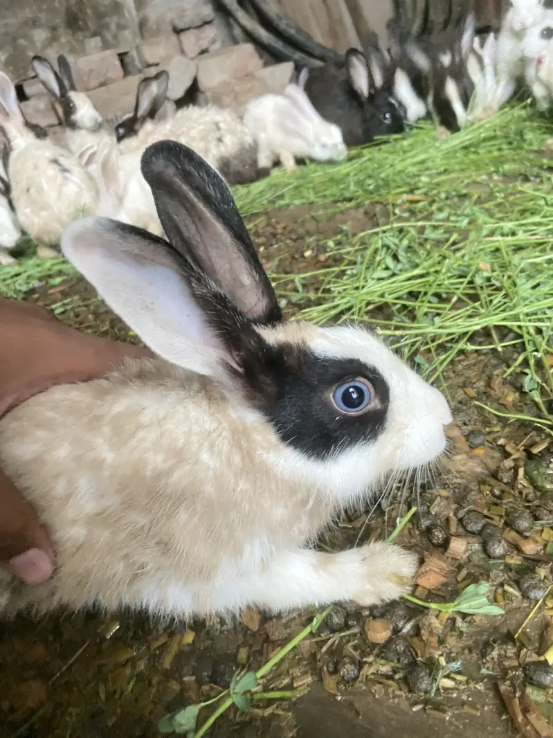 Best healty rabbits baby rabitts pair 1000 and big rabbits pair 2000 — photo 7