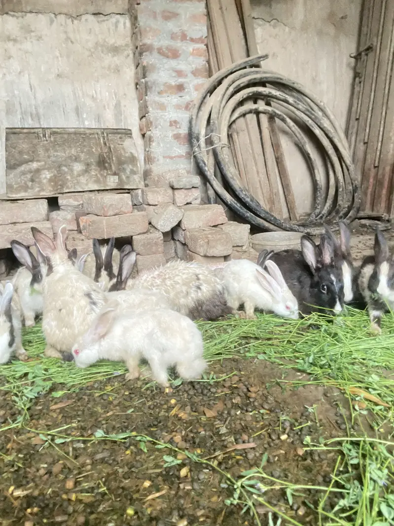 Best healty rabbits baby rabitts pair 1000 and big rabbits pair 2000 — photo 8