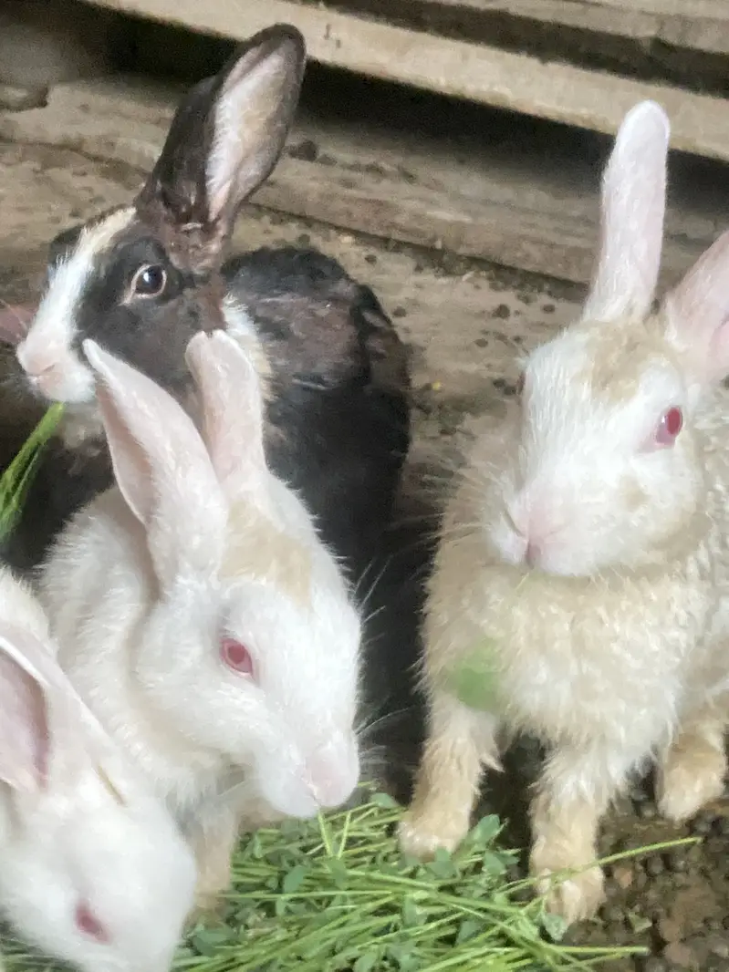 Best healty rabbits baby rabitts pair 1000 and big rabbits pair 2000 — photo 9