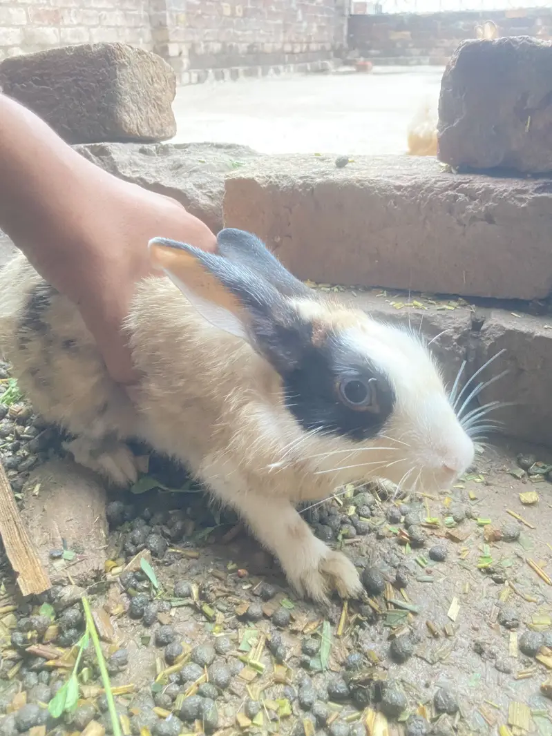 Best healty rabbits baby rabitts pair 1000 and big rabbits pair 2000 — photo 10